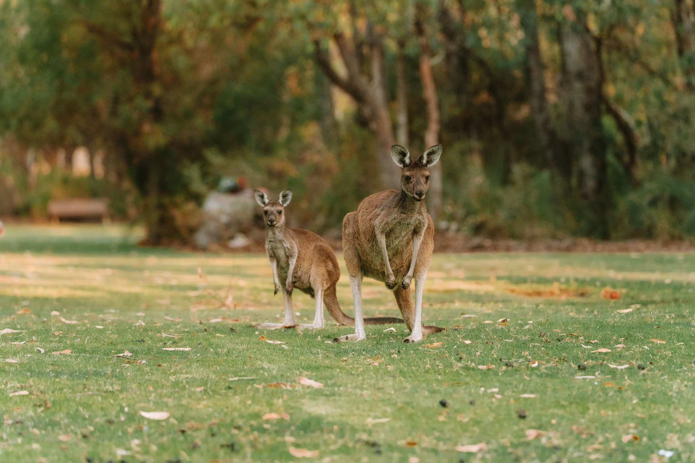 Australia — study destination